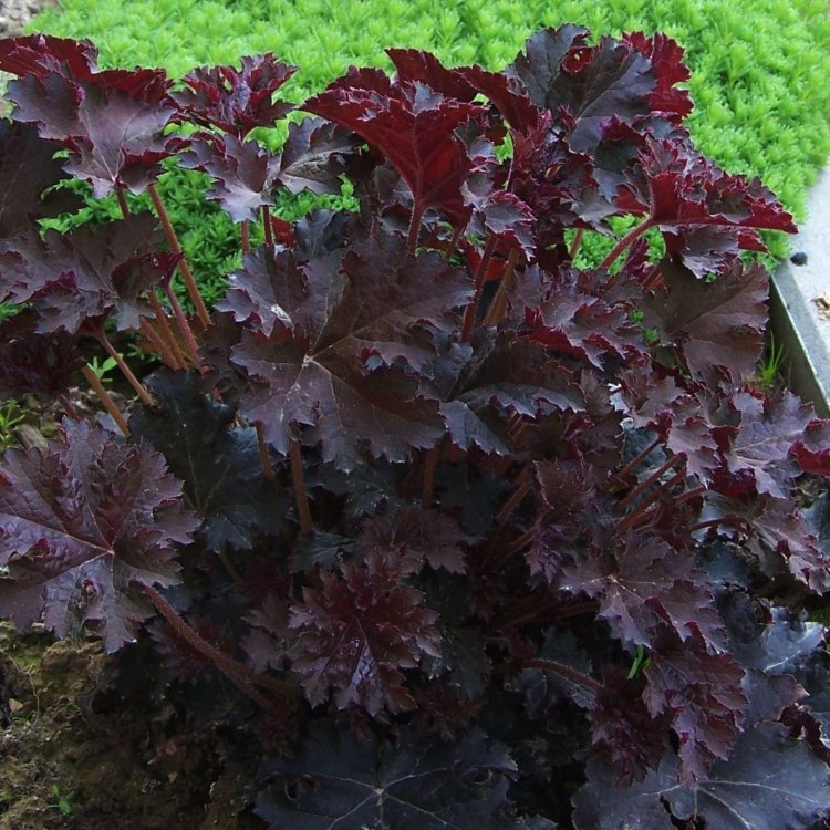 Heuchera americká (Heuchera americana) ´PALACE PURPLE´ - výška 20-30 cm, kont. C2L